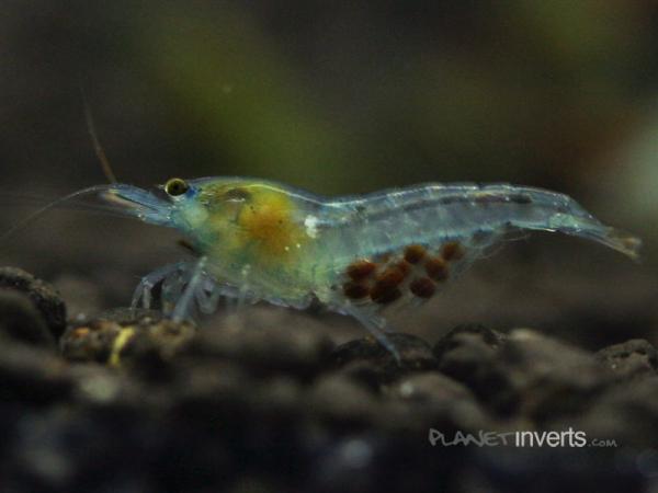 blue pearl shrimp