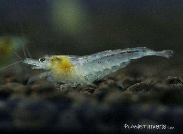 bluepearlmale2