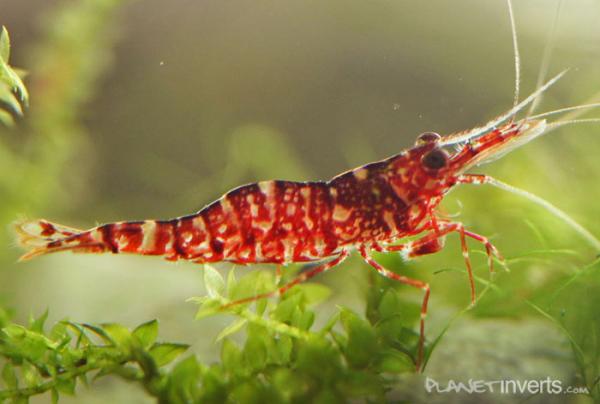 browncamoshrimp