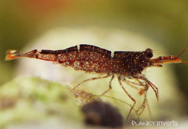brownorangedelightshrimp