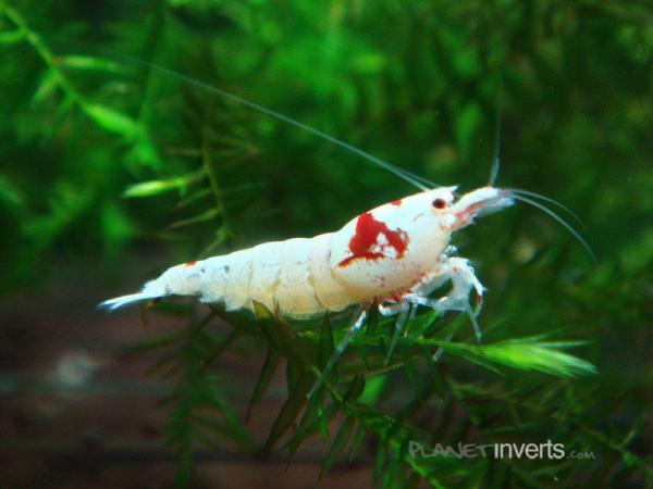 crystal red shrimp SSS grade