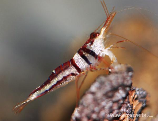 harlequin shrimp