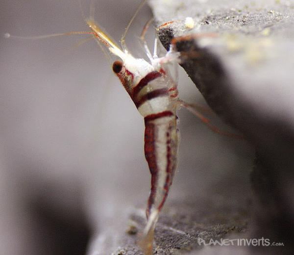 harlequin shrimp3
