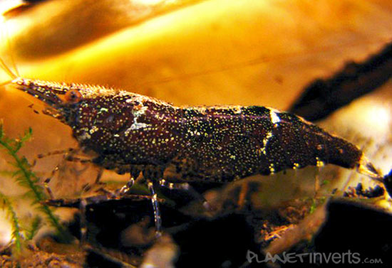 malaya shrimp4