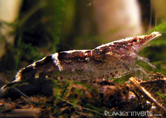 malaya shrimp6
