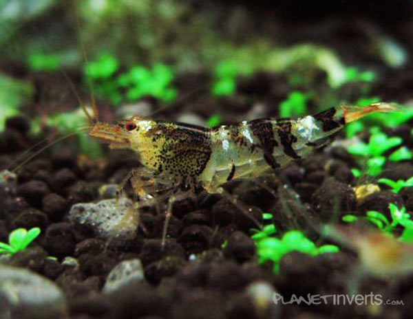 male bee shrimp