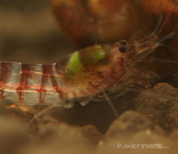 purple zebra shrimp2