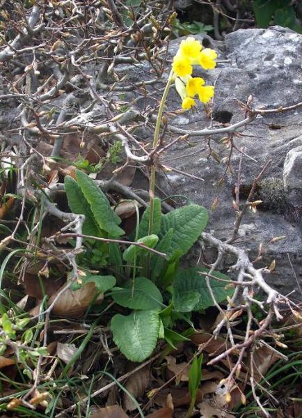  primula veris ( )