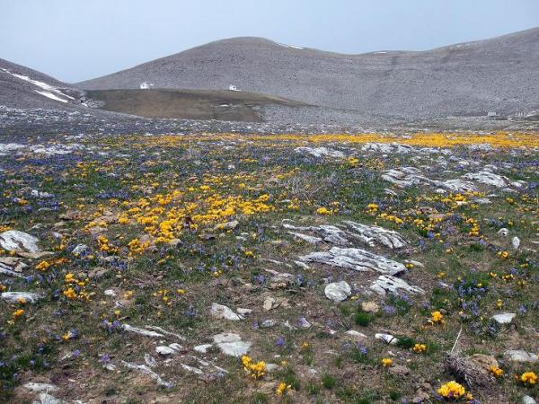 scilla autumnalis  crocus flavus ( )