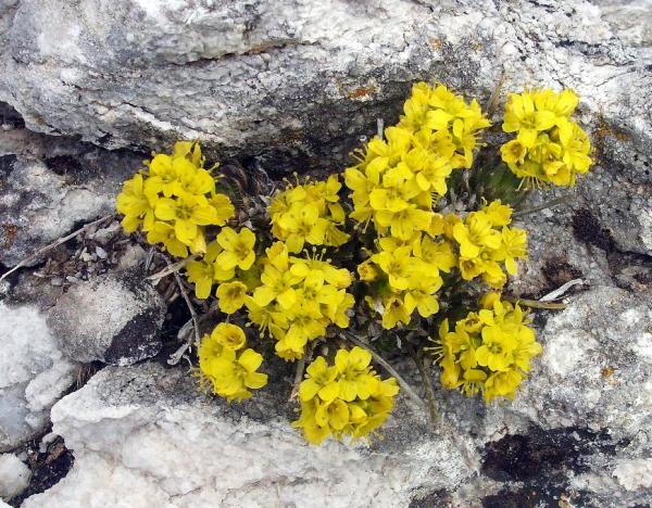saxifraga ferdinandi-coburgi ( )