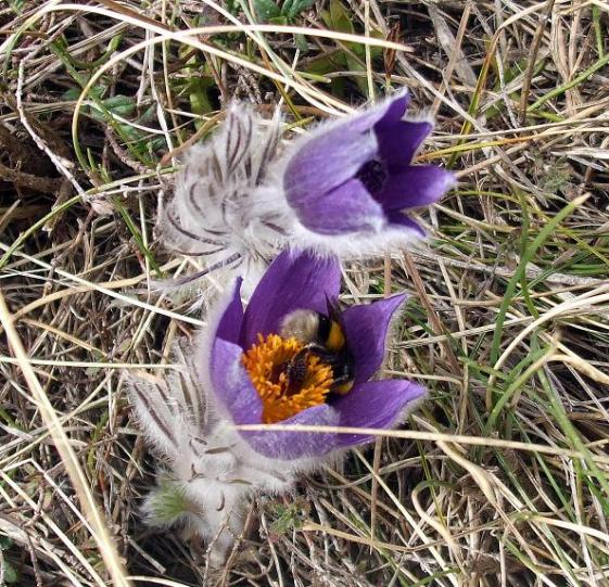 pulsatilla halerri  ( )