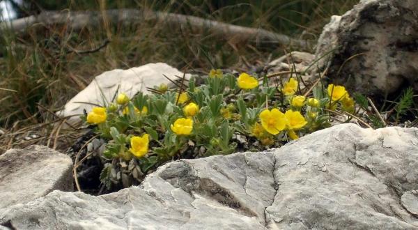 helianthemum sp. ( )