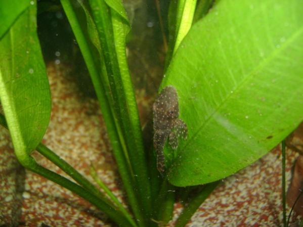 Pleco1