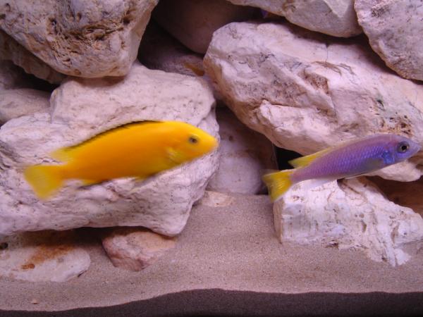 labibo&acei