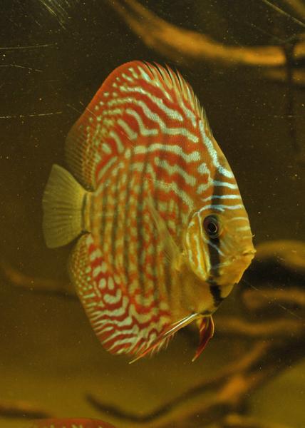 Red Scribbelt 9cm