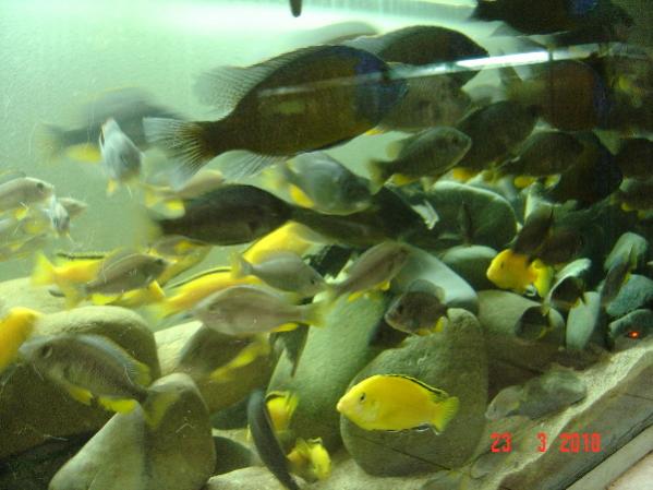 DSC07061a