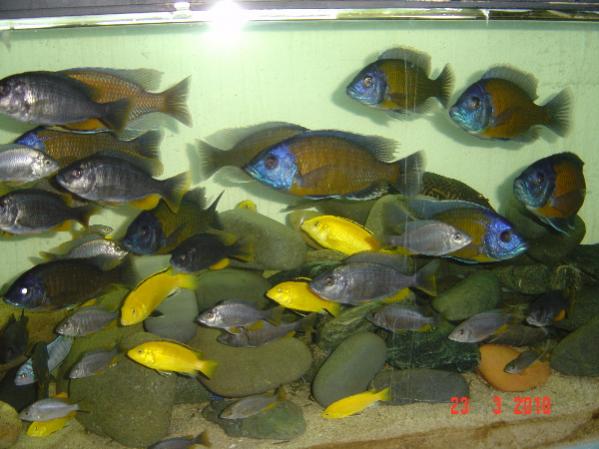 DSC07098b