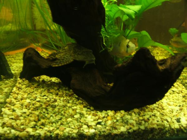 DSCF6443