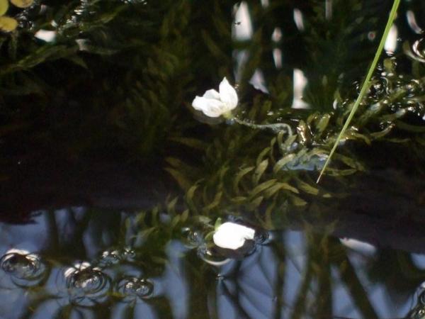 Elodea (egeria) densa