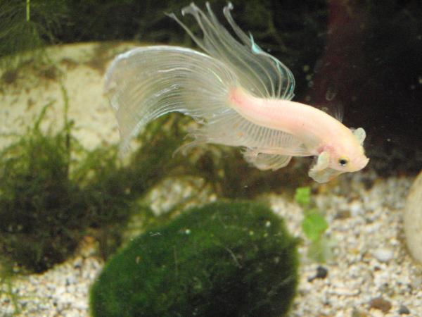 casper20064 (3)