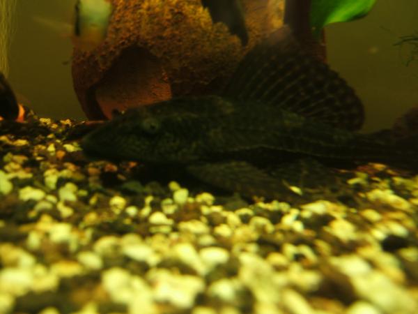 DSCF6846