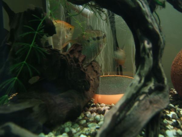 DSCF6856