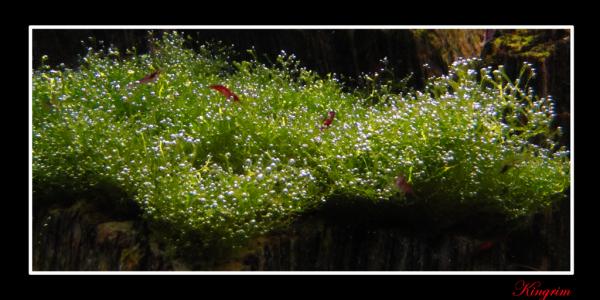 riccia pearling