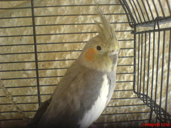picka