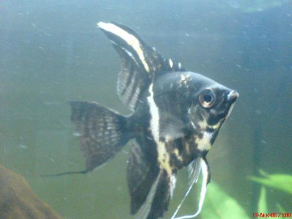 my female pt.scalare