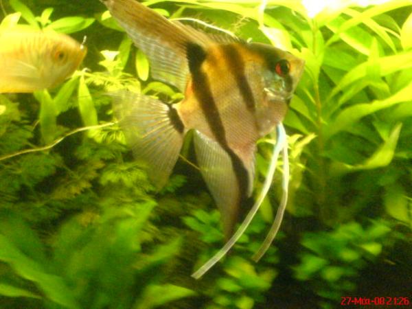 my male pt.scalare