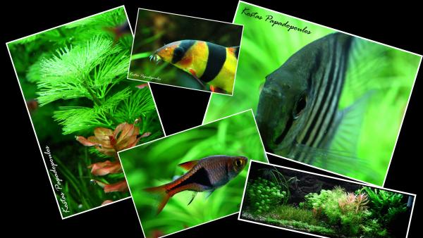 Aquarium Mixed Photos