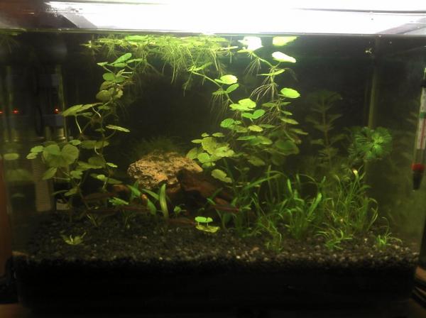 before new plants
