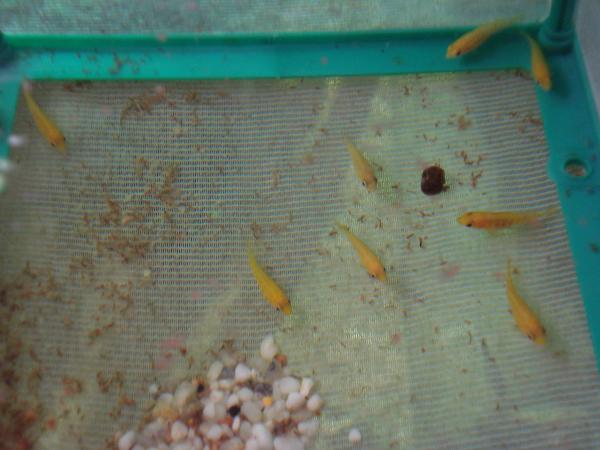 labidochromis born 1
 1   labidochromis     3 
