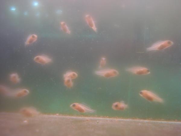  labidochromis 2
 2   labidochromis     1 