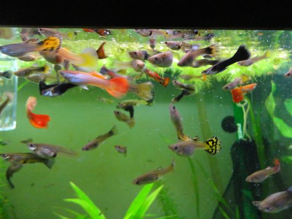 guppies