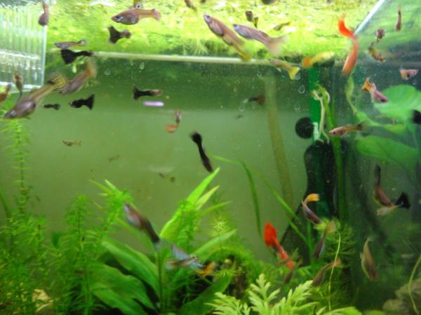 guppies
