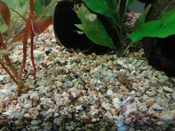   corydoras 