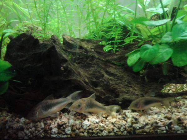   corydoras bronze