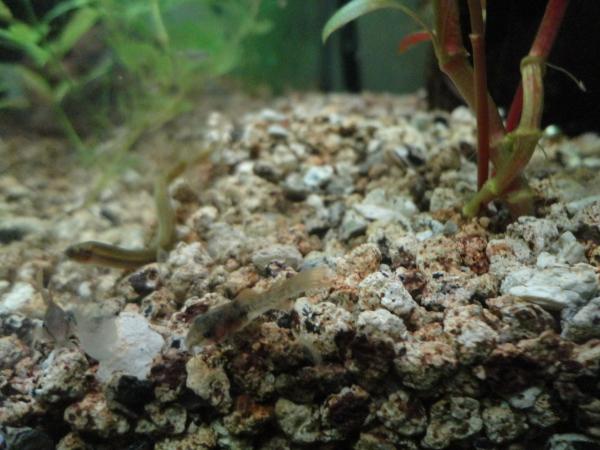      corydoras bronze!!