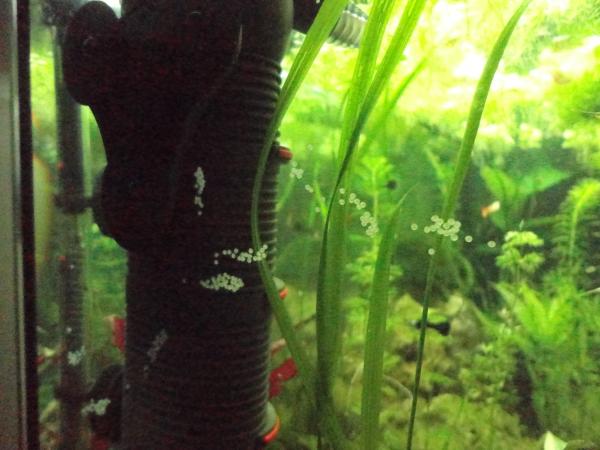 1    corydoras bronze ,
  corydoras