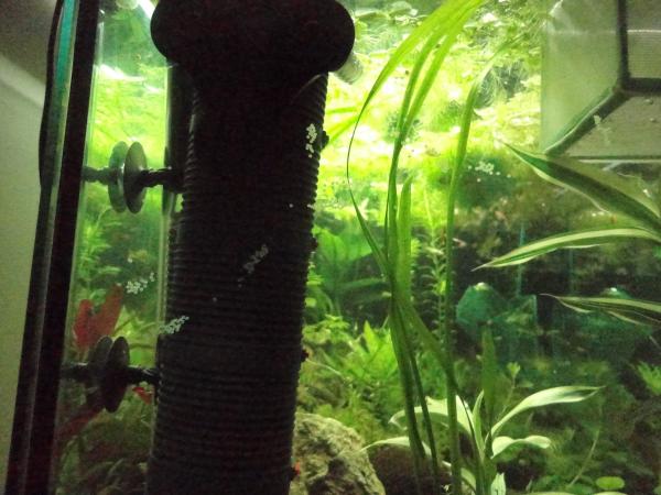 1    corydoras bronze ,
  corydoras