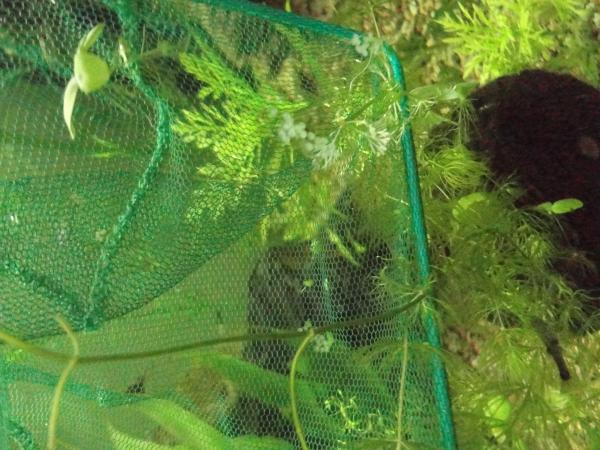 1    corydoras bronze ,
  corydoras