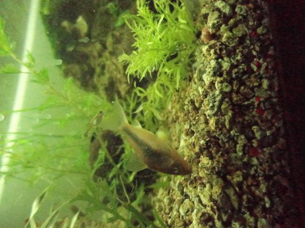     corydoras ,           !!