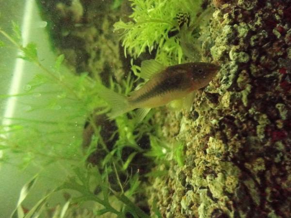     corydoras ,           !!