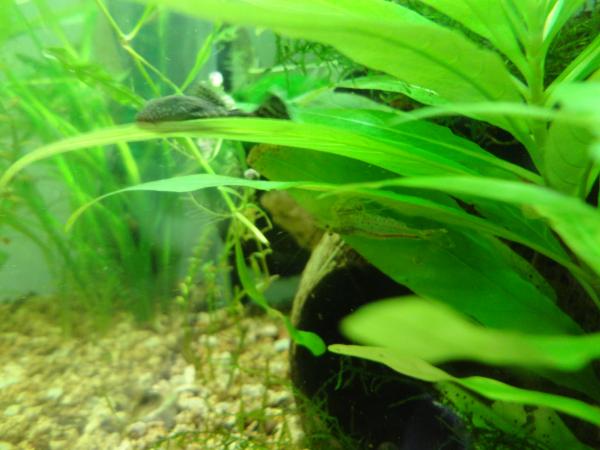 to ancistrus sp3      amano