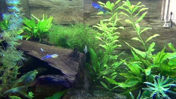 Guppies 1