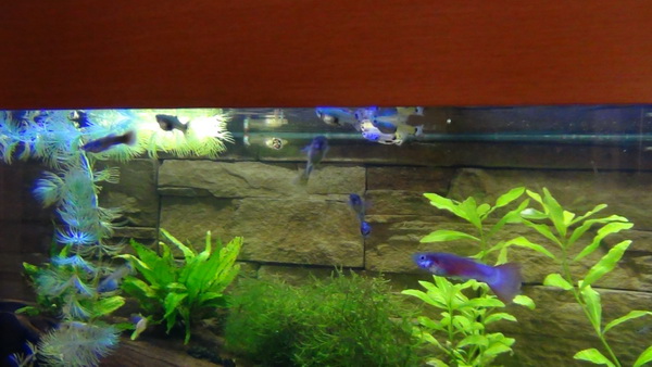 Guppies 4