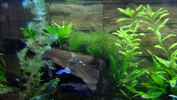 Guppies 7