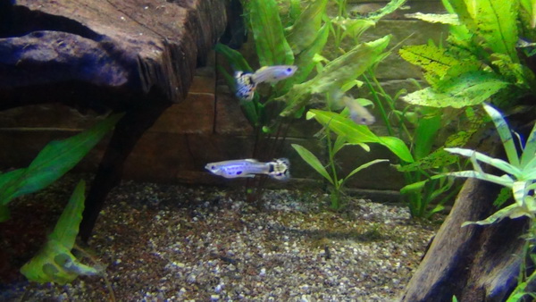 Guppies 8