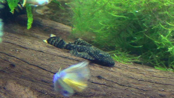 ncistrus sp3 2